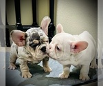 Puppy Platinum Male French Bulldog