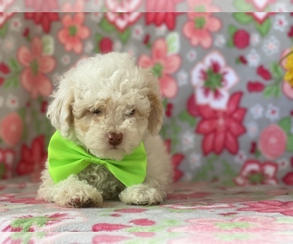 Medium Photo #4 Schnoodle (Miniature) Puppy For Sale in LANCASTER, PA, USA