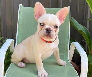 French Bulldog Puppy for sale in NOWATA, OK, USA