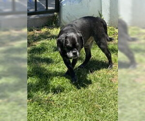 Pugsy Malone - Male Pug-Unknown Mix Dog for Adoption - Photo #2