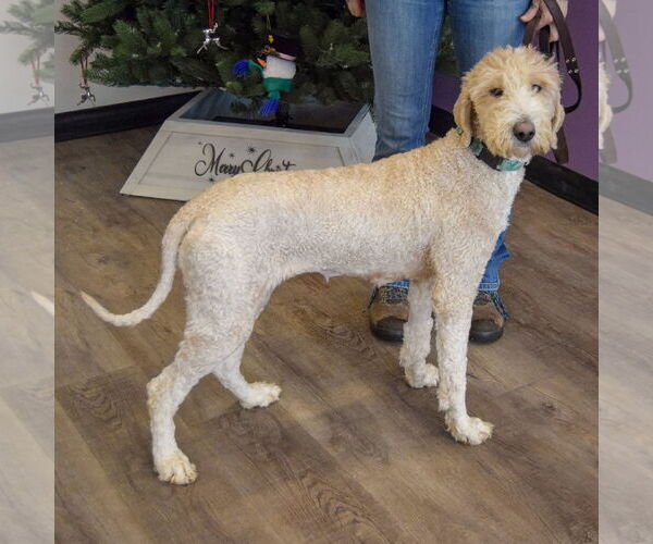 Medium Photo #4 Mutt Puppy For Sale in Huntley, IL, USA