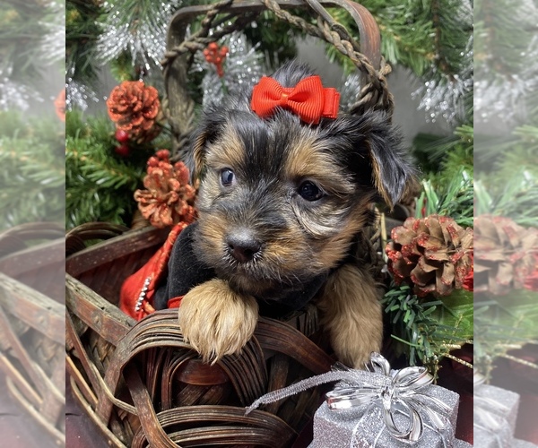 Medium Photo #39 Shorkie Tzu-Yorkshire Terrier Mix Puppy For Sale in SELLERSBURG, IN, USA