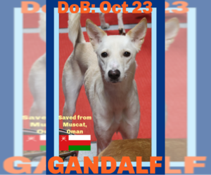 Saluki-Whippet Mix Dogs for adoption in Sebec, ME, USA