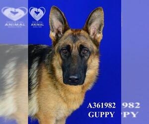 Medium German Shepherd Dog