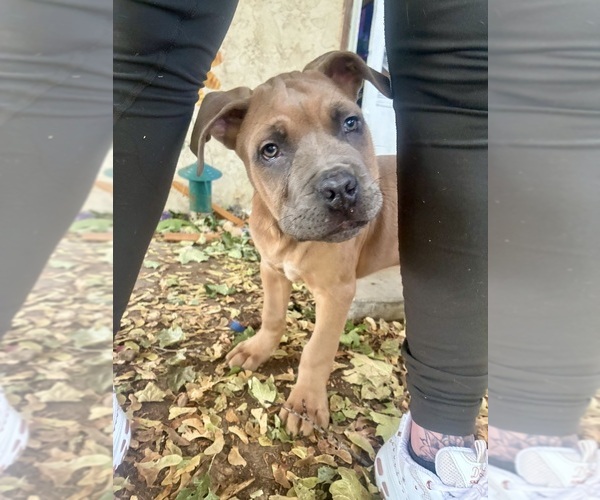 Medium Photo #5 Cane Corso Puppy For Sale in FORT COLLINS, CO, USA