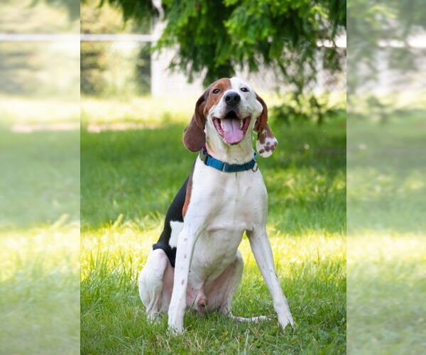 Medium Photo #2 Treeing Walker Coonhound Puppy For Sale in Derwood, MD, USA