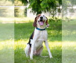 Small #1 Treeing Walker Coonhound