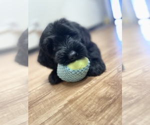Schnauzer (Giant) Puppy for sale in TYLER, TX, USA