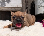 Small Photo #10 French Bulldog Puppy For Sale in GOSHEN, IN, USA