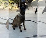 Small Photo #1 Belgian Malinois Puppy For Sale in ANTELOPE, CA, USA