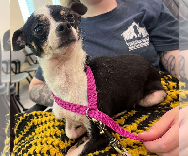 Medium Photo #2 Chihuahua Puppy For Sale in Virginia Beach, VA, USA
