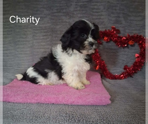 Medium Photo #3 Zuchon Puppy For Sale in MOUNT PLEASANT, MI, USA