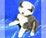 Small Photo #2 Australian Shepherd Puppy For Sale in HARTVILLE, MO, USA