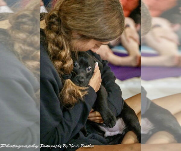 Medium Photo #6 Mutt Puppy For Sale in Mooresville, NC, USA
