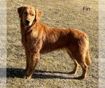 Small Photo #1 Golden Retriever Puppy For Sale in LEON, KS, USA