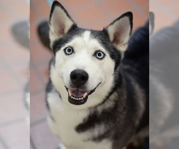 Medium Photo #1 Siberian Husky-Unknown Mix Puppy For Sale in Petaluma, CA, USA