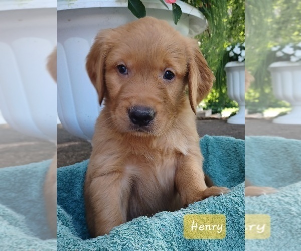 Medium Photo #3 Golden Retriever Puppy For Sale in STANLEY, WI, USA