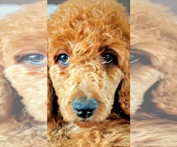 Medium Photo #1 Poodle (Standard) Puppy For Sale in GORDONSVILLE, VA, USA