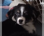 Small #4 Miniature Australian Shepherd