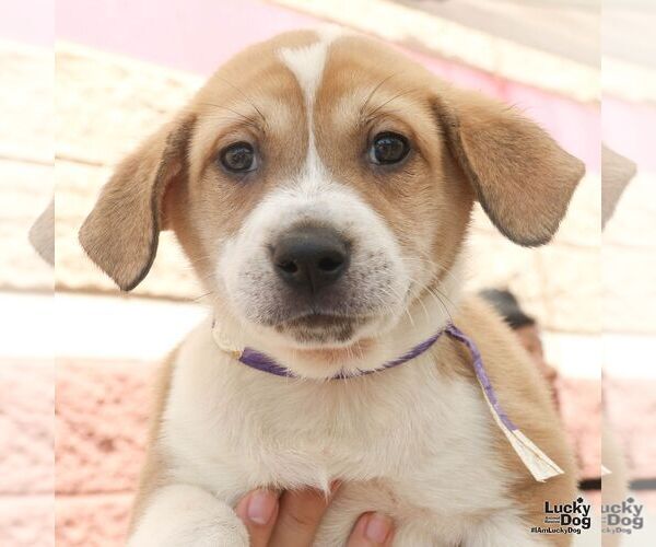 Medium Photo #3 Retriever -Unknown Mix Puppy For Sale in Washington, DC, USA