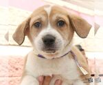 Small #2 Retriever  Mix