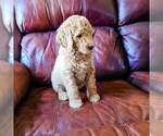 Small Photo #2 Poodle (Standard) Puppy For Sale in WAGENER, SC, USA