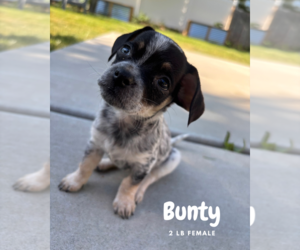 Spaniel-Unknown Mix Dogs for adoption in Sandy, UT, USA