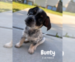 Small Spaniel Mix