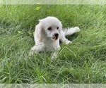 Small #7 Poodle (Toy) Mix