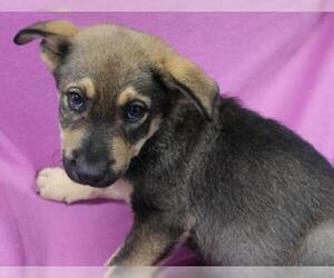 German Shepherd Dog-Unknown Mix Dogs for adoption in Thief River Falls, MN, USA