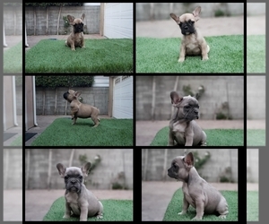 French Bulldog Puppy for sale in GLASSELL, CA, USA