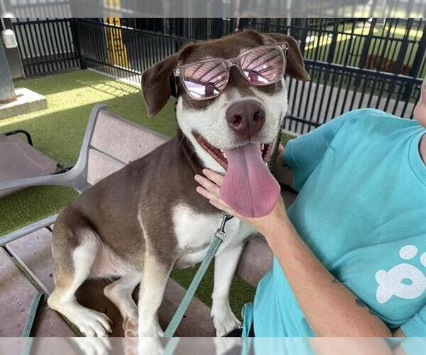 Medium Photo #1 Siberian Husky-Unknown Mix Puppy For Sale in Waco, TX, USA