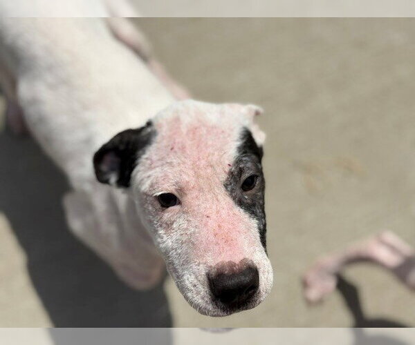 Medium Photo #1 Mutt Puppy For Sale in Tulsa, OK, USA