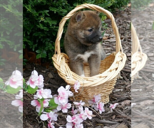 Medium Photo #3 Shiba Inu Puppy For Sale in THREE RIVERS, MI, USA