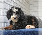 Image preview for Ad Listing. Nickname: Jet