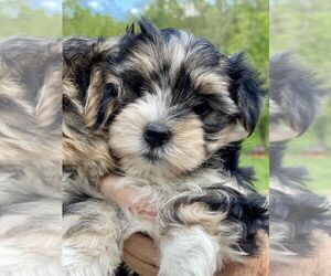Morkie Puppy for sale in CORNERSVILLE, TN, USA