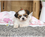 Jackie - Female Shih Tzu Puppy for Sale - Photo #4