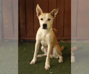Handsome - Male Siberian Husky-Unknown Mix Dog for Adoption - Photo #2