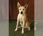 Small Photo #2 Siberian Husky-Unknown Mix Puppy For Sale in Oakland Park, FL, USA