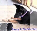 Small #2 German Shepherd Dog