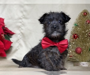 Cairn Terrier-Poodle (Toy) Mix Puppy for sale in LANCASTER, PA, USA