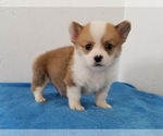 Small Pembroke Welsh Corgi