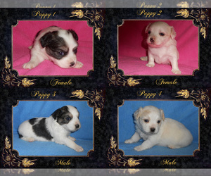 Papillon-Peke-A-Pap Mix Puppy for sale in Chatham, Ontario, Canada