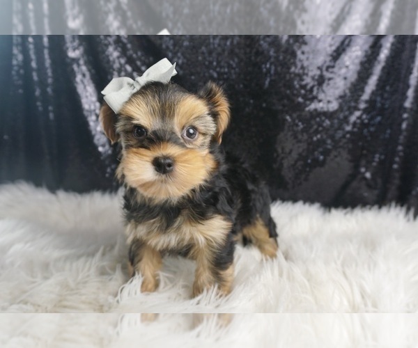 Medium Photo #50 Morkie Puppy For Sale in WARSAW, IN, USA