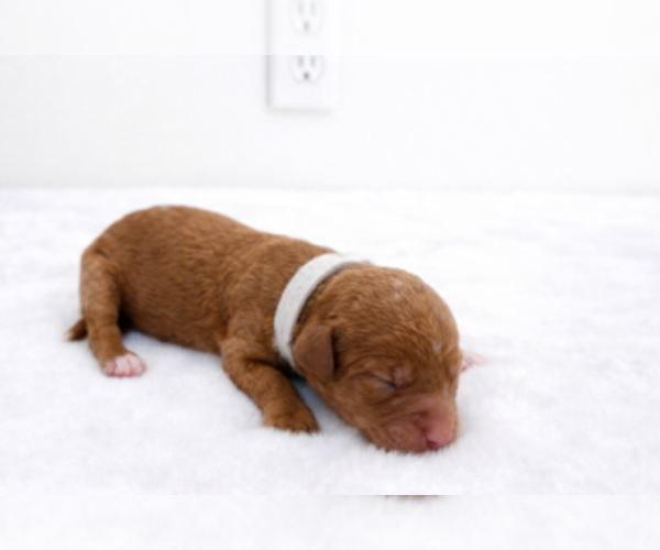 Medium Photo #1 Goldendoodle Puppy For Sale in LAFAYETTE, LA, USA