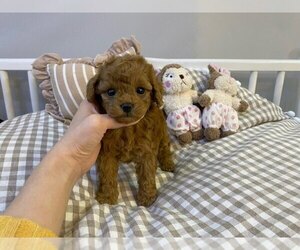 Poodle (Miniature) Puppy for sale in REDLANDS, CA, USA