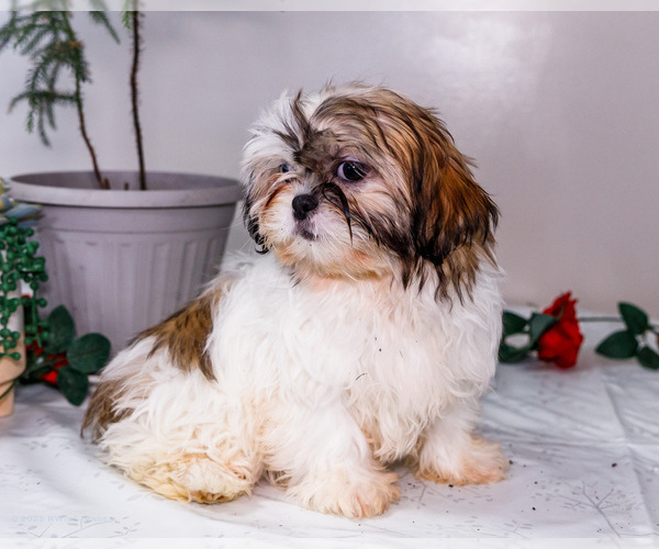 Medium Photo #4 Shih Tzu Puppy For Sale in WAKARUSA, IN, USA
