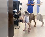 Small #1 American Pit Bull Terrier Mix