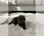 Small #3 Labrador Retriever