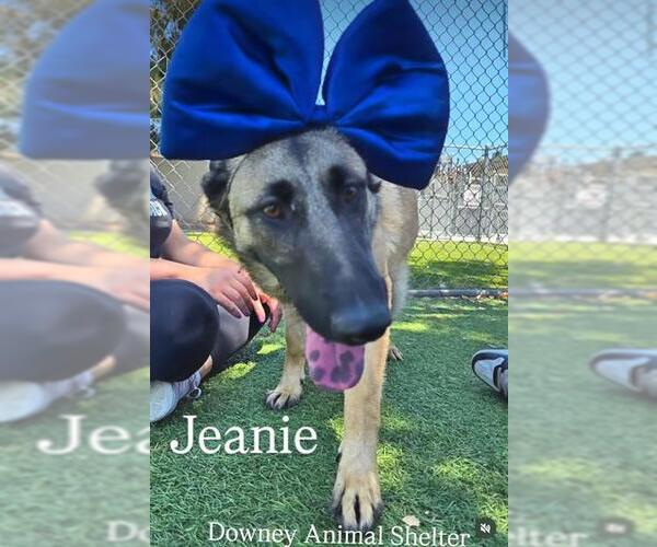 Medium Photo #2 German Shepherd Dog Puppy For Sale in Downey, CA, USA
